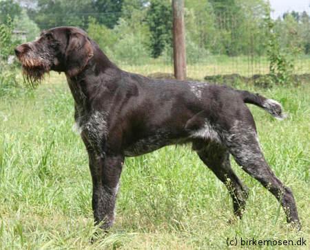 Luchs III von der Wupperaue | German Wirehaired Pointer 