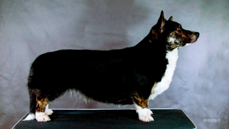 Aethwy Innuendo | Cardigan Welsh Corgi 