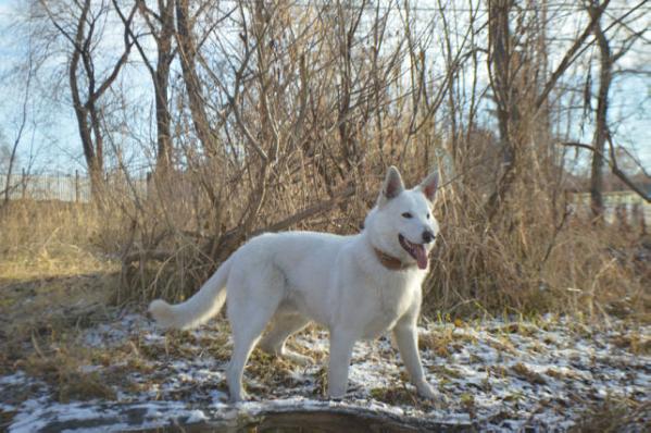 Asterius | White Swiss Shepherd Dog 