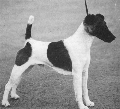 Sapelars Houdini | Smooth Fox Terrier 