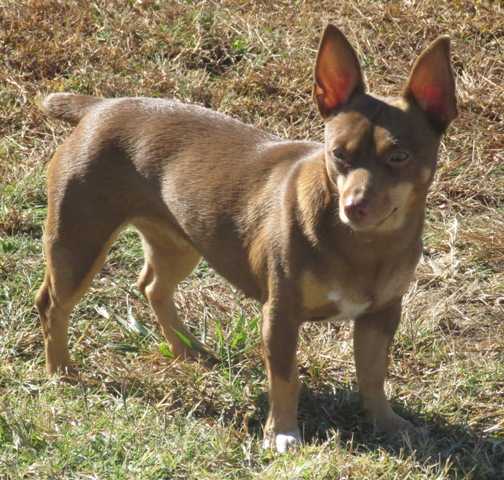 LRK Dixieland Delight @ Aspen | Teddy Roosevelt Terrier 