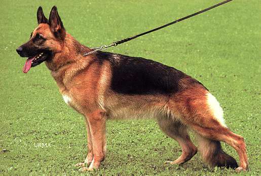 Holly vom Fichtenschlag | German Shepherd Dog 