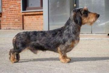 Short feets baily | Dachshund 