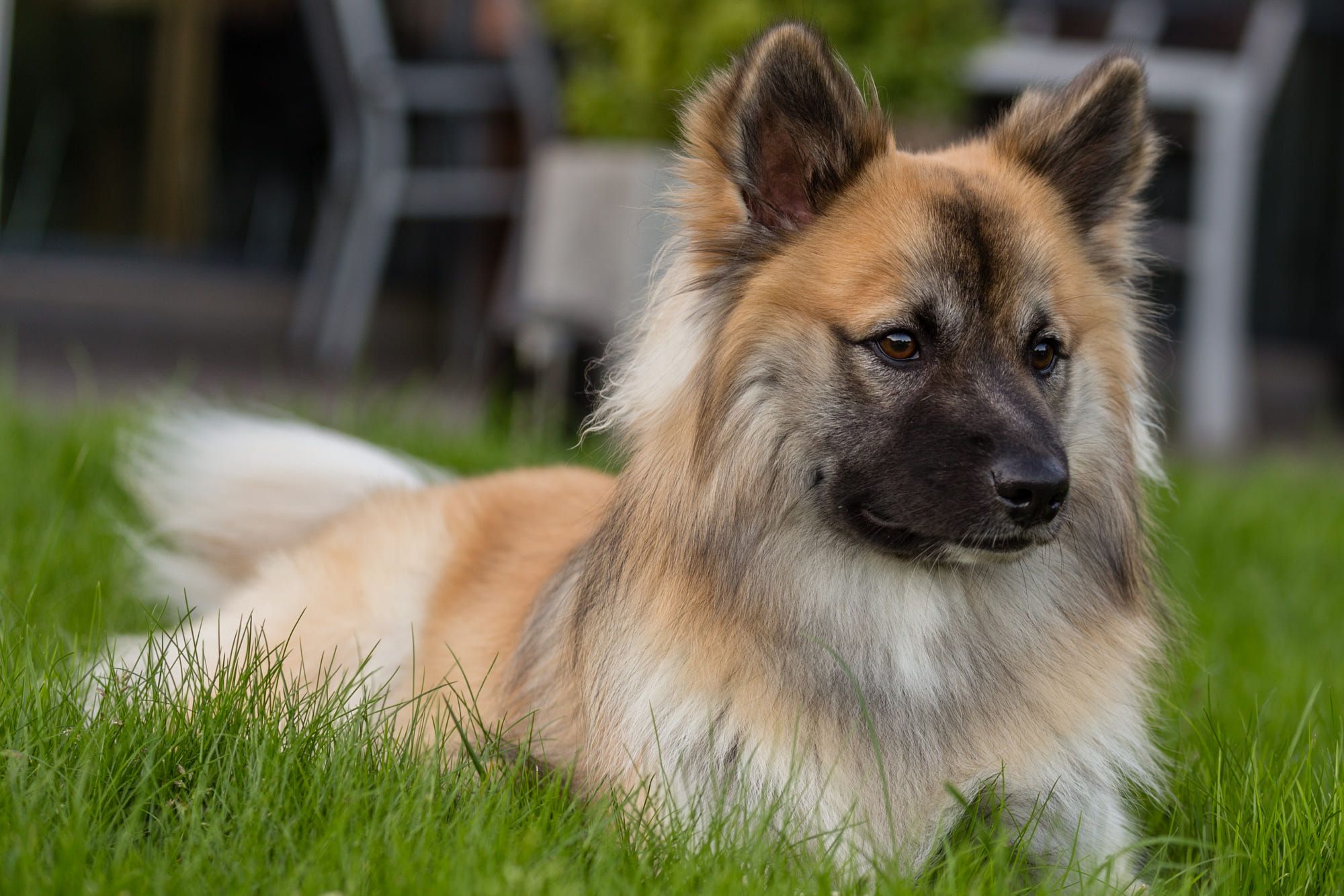 Icelandic Sheepdog