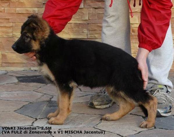 VOLKI Jacentus | German Shepherd Dog 