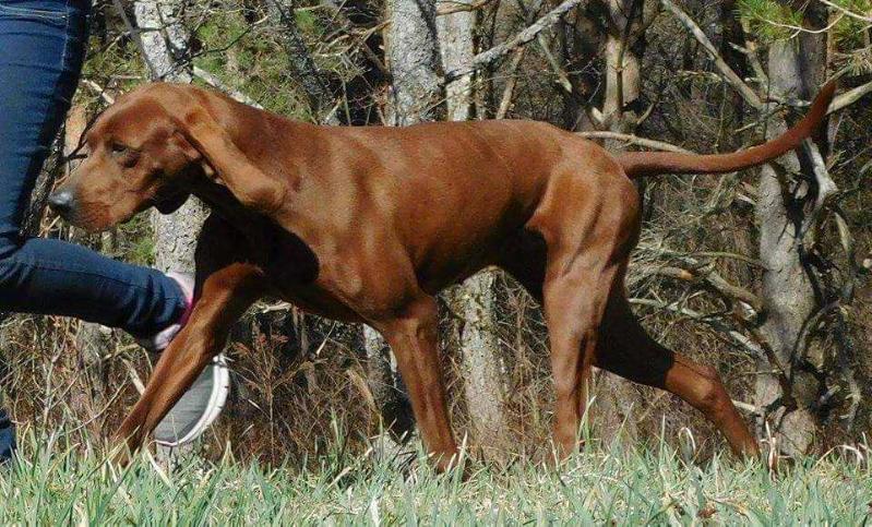 Rimfires Red Is The New Black | Redbone Coonhound 