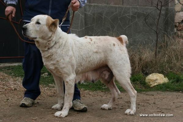 Kara-Kele Haisha | Central Asian Shepherd Dog 