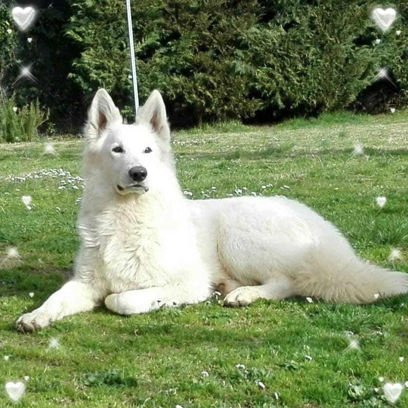 Gotham City della Selva dei Lupi | White Swiss Shepherd Dog 