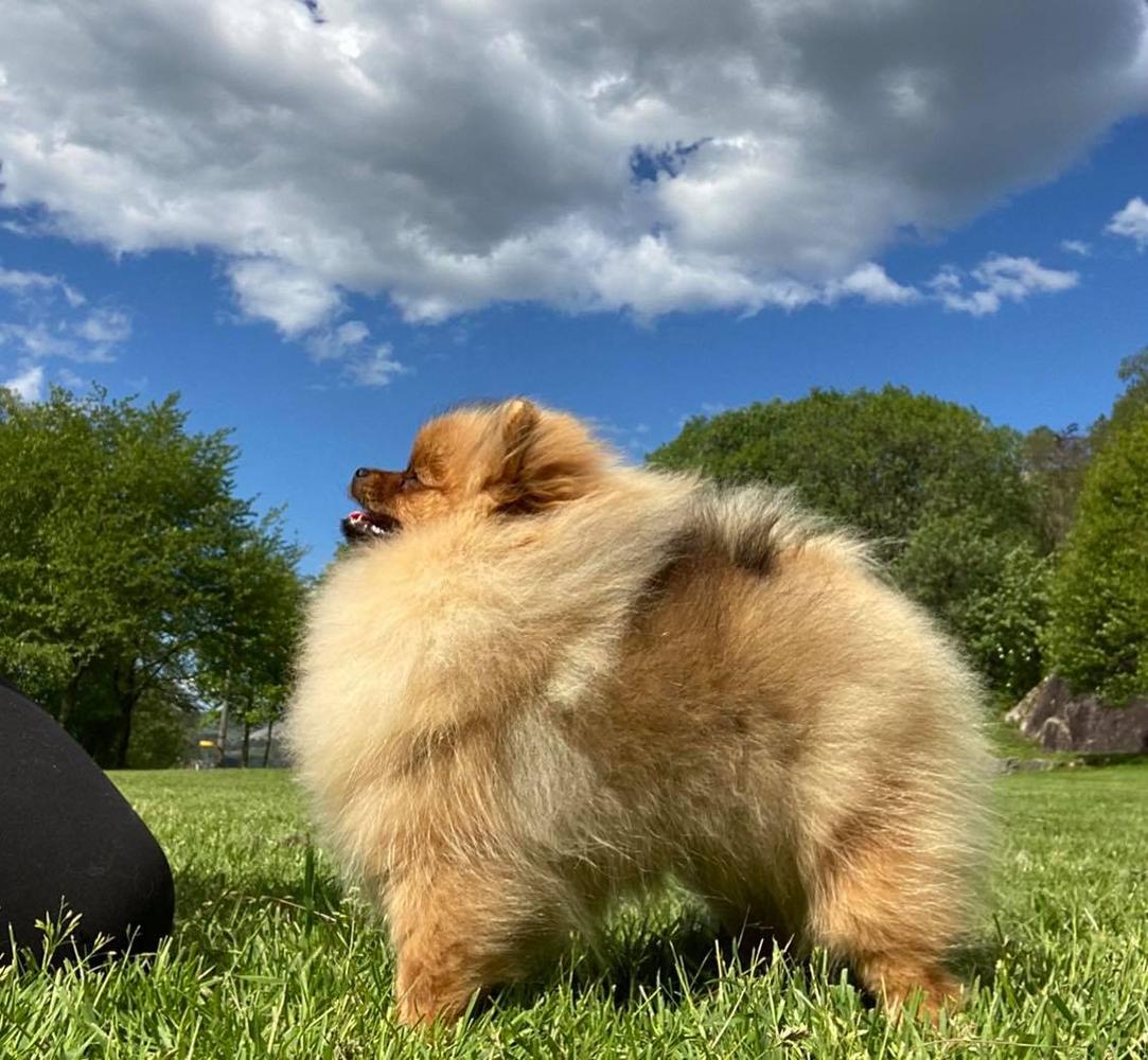 Power Of Angels Pretty Perfect | Pomeranian 