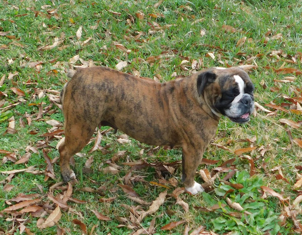 Ironbullies Renegade of Gallant | Olde English Bulldogge 