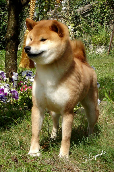 We-sedso zen kessaku | Shiba Inu 