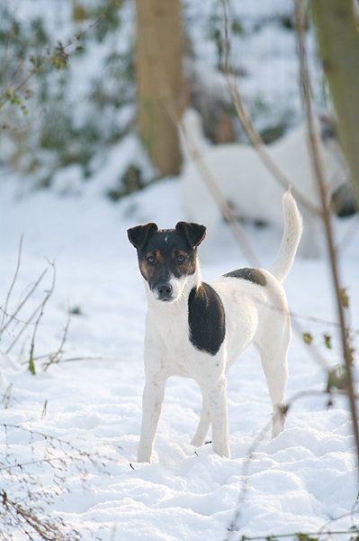 Jess at Geystersveld | Parson Russell Terrier 