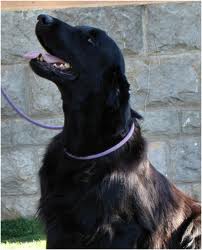 Almanza Prairie Cyclone | Flat-Coated Retriever 