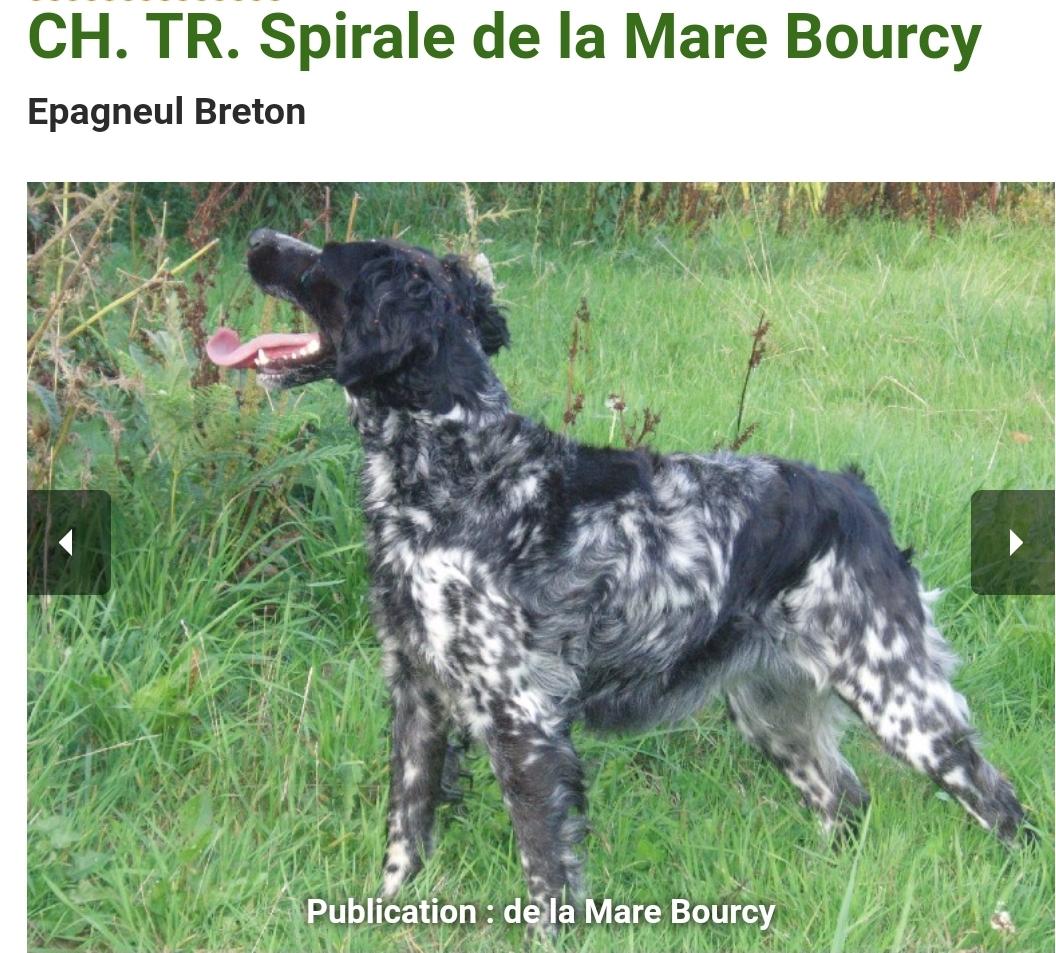 SPIRALE de la Maree Bourcy | Brittany 