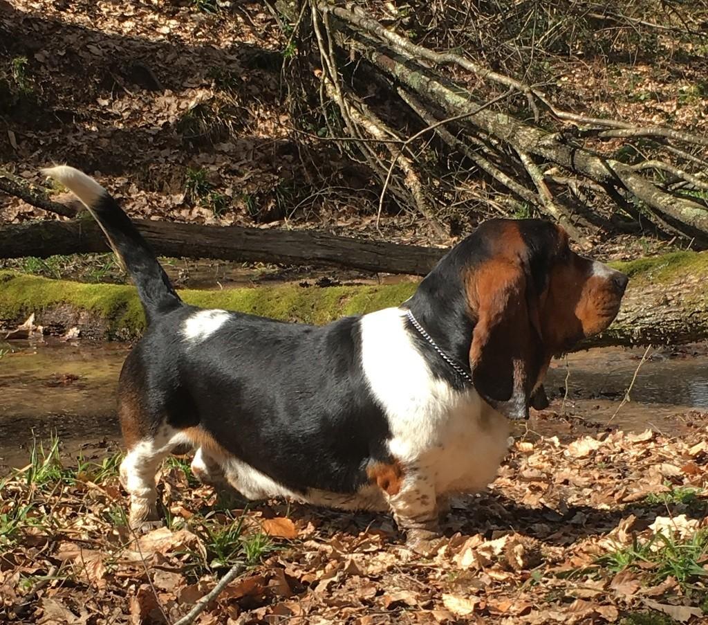 Le jar jar binks-houndy de la contree du milieu | Basset Hound 