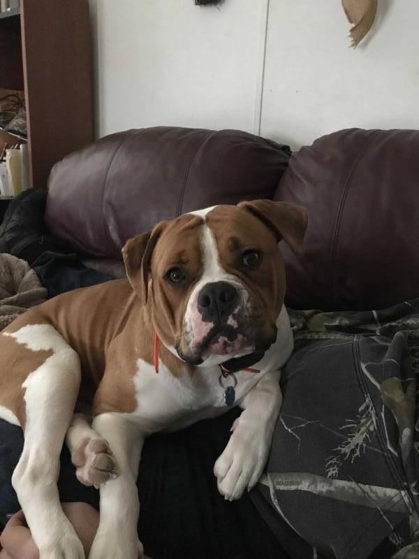 Red Ruby of Mac’s | American Bulldog 