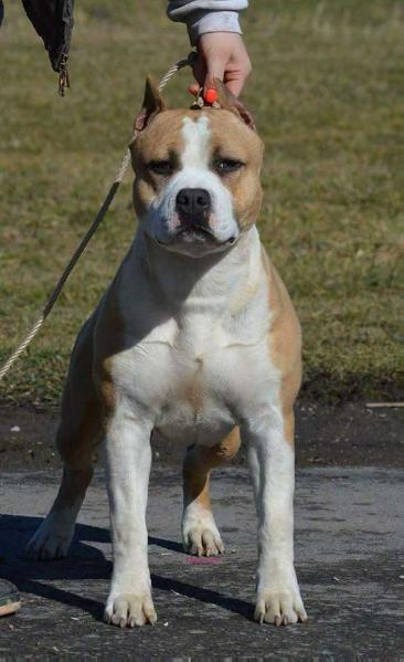 Angie's Cock A Doodle Doo | American Staffordshire Terrier 