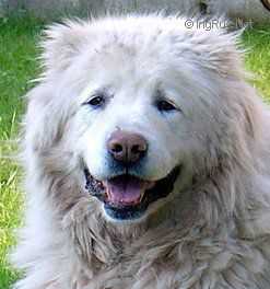 MEG BARDA | Caucasian Mountain Dog 