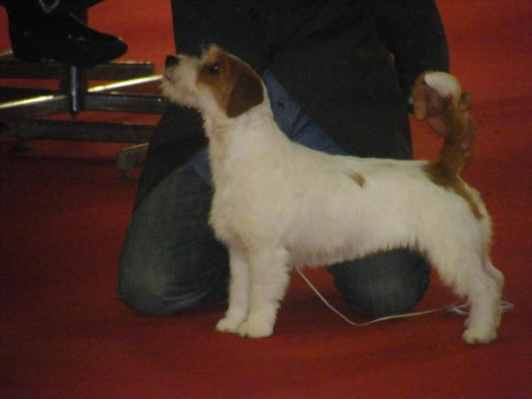 Ninfa di San Martino delle Scale | Jack Russell Terrier 