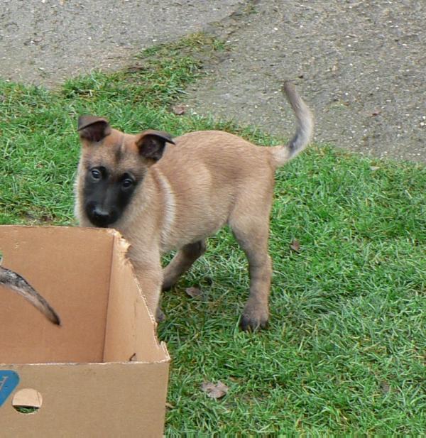 Anette z Dracího údolí | Belgian Malinois 