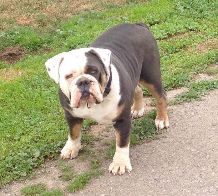 Boon Dock's SOA | Olde English Bulldogge 