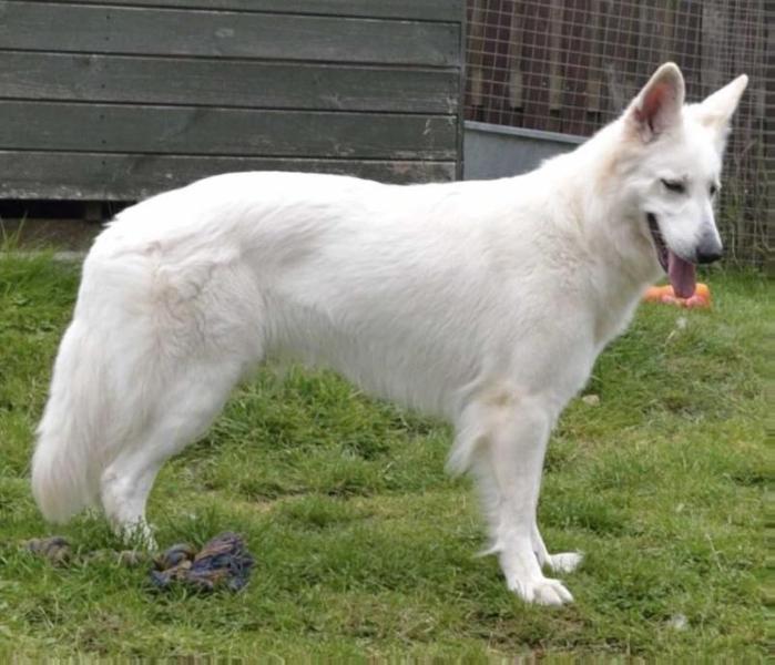 Classic Vision of Sereno Spirit | White Swiss Shepherd Dog 