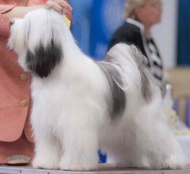 TO-JO'S CALISA OF TAZU | Tibetan Terrier 