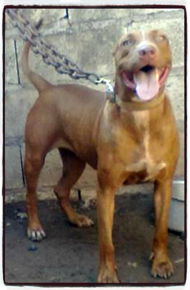 KCK's Mia-Angilo | American Pit Bull Terrier 
