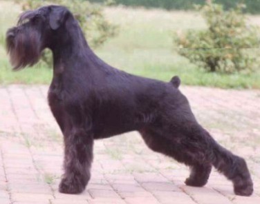 Malya Malamala-N | Standard Schnauzer 