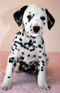 Toot's Driving Me Crazy | Dalmatian 