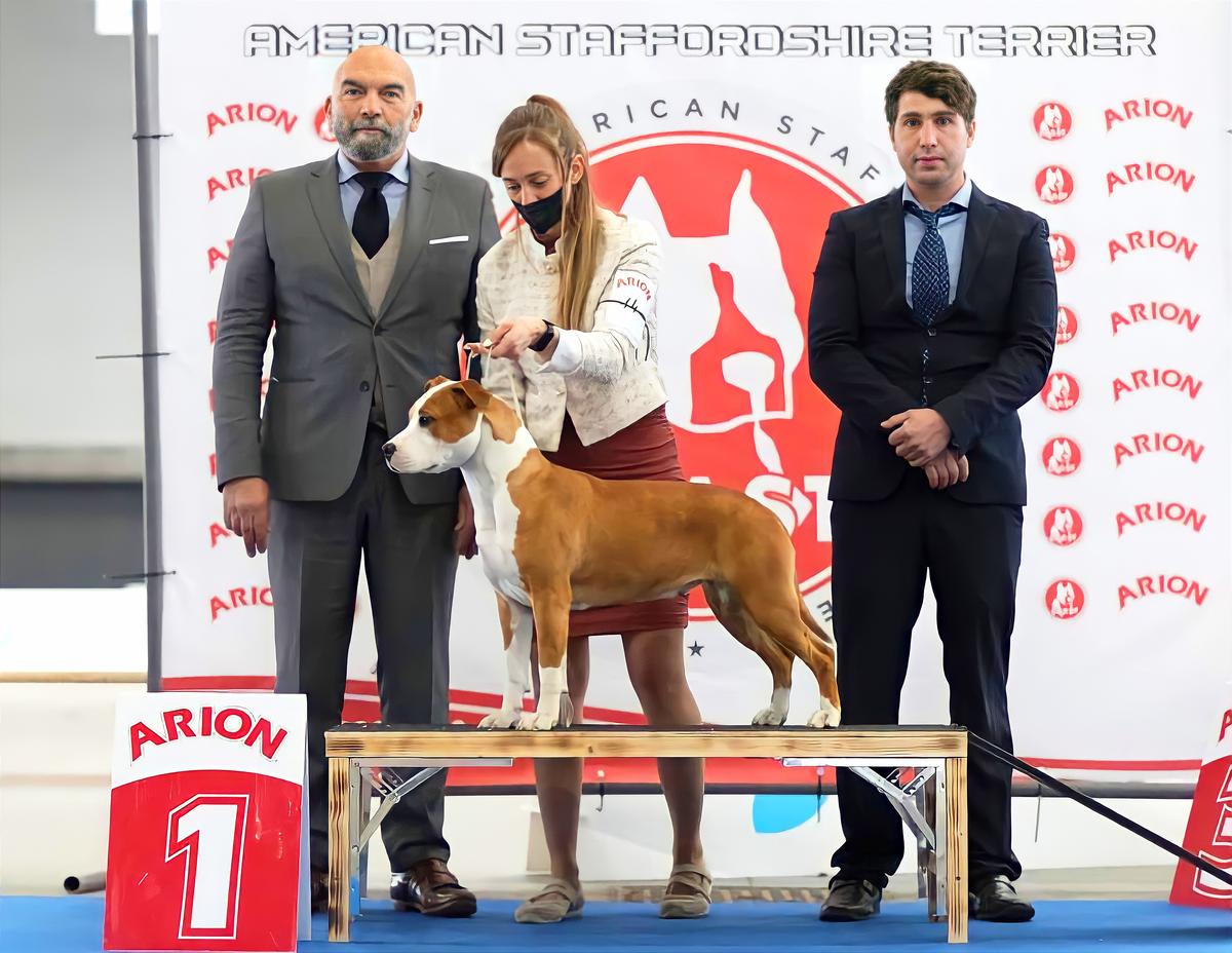 IXAR LEGENDS DAKOTA | American Staffordshire Terrier 