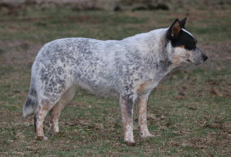 SleepyHollows Baylie Blue Flare | Australian Cattle Dog 