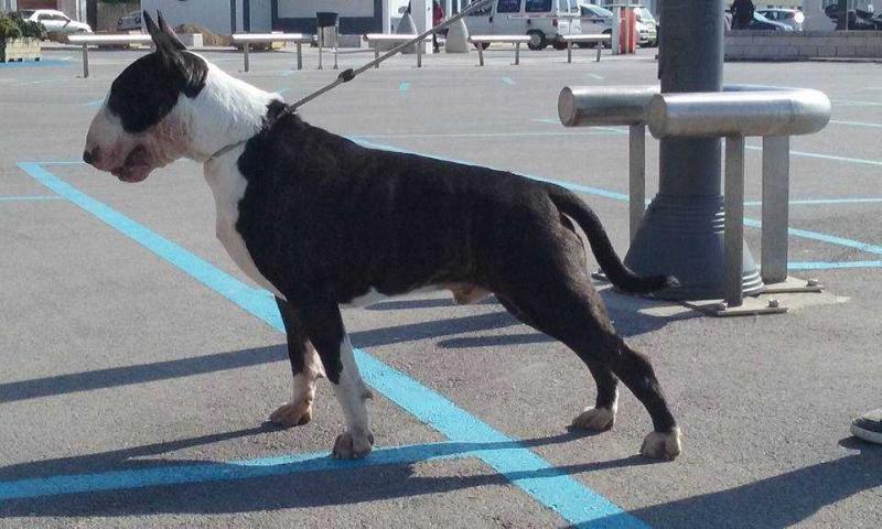 YesBull Neil Barrett | Bull Terrier 