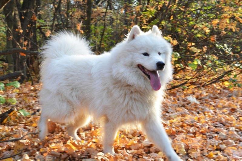 Iogann Sebastian Bach | Samoyed 