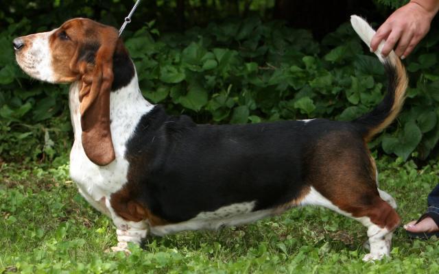 Olde Fashion Burnin' Desire | Basset Hound 