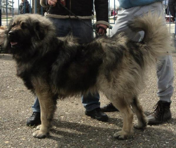 Meda | Yugoslavian Shepherd Dog-Sarplaninac 