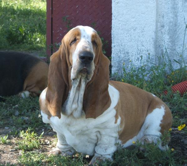 Wait me dei due briganti | Basset Hound 