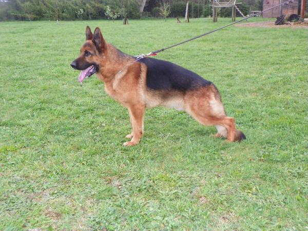 Argus von matu | German Shepherd Dog 