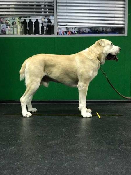 Zauralskiy Medved Djamal | Central Asian Shepherd Dog 