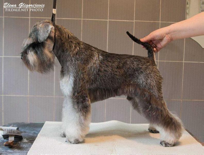 Dexter Vigdergauz | Miniature Schnauzer 