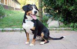 Duke Granitowy Pazur | Entlebucher Mountain Dog 