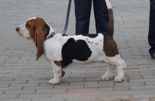 Amelhuk Happy Soul | Basset Hound 