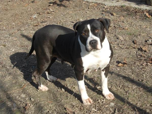 Soraya of Blue Aurora | American Staffordshire Terrier 