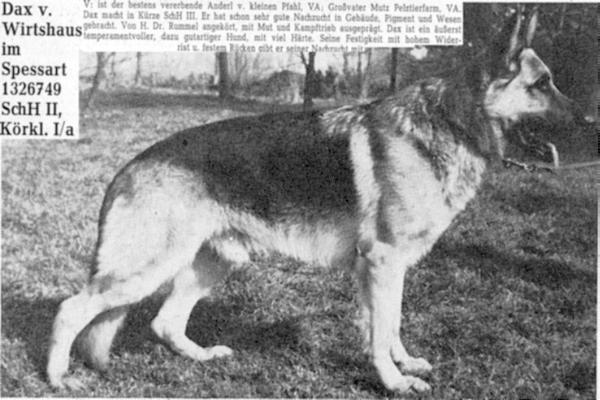 Dax vom Wirtshaus im Spessart | German Shepherd Dog 