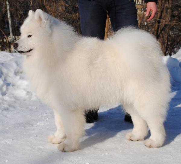 Serenada Severnoy Doliny Faraon | Samoyed 