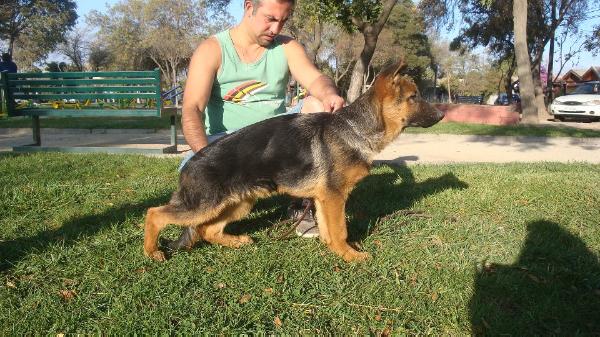 Heins Von Haus de La isla. | German Shepherd Dog 