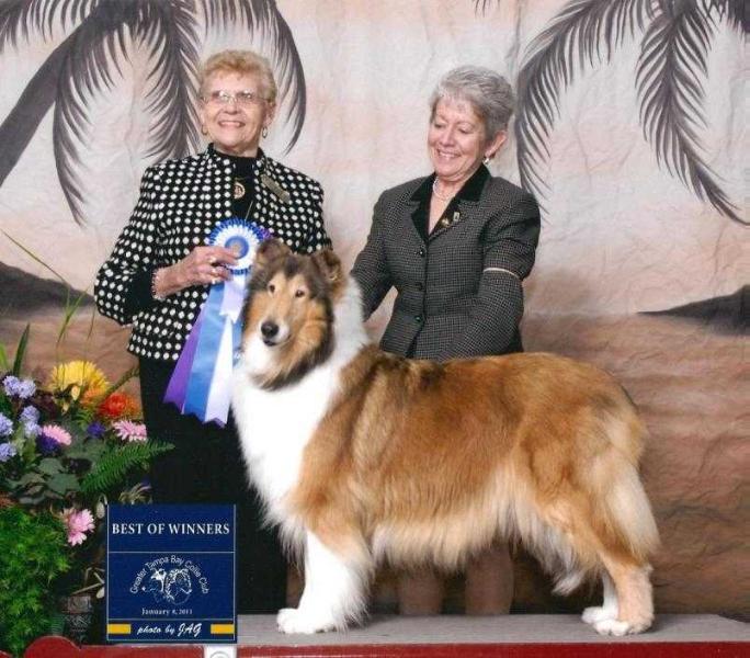 Tartanside Allusion | Rough Collie 