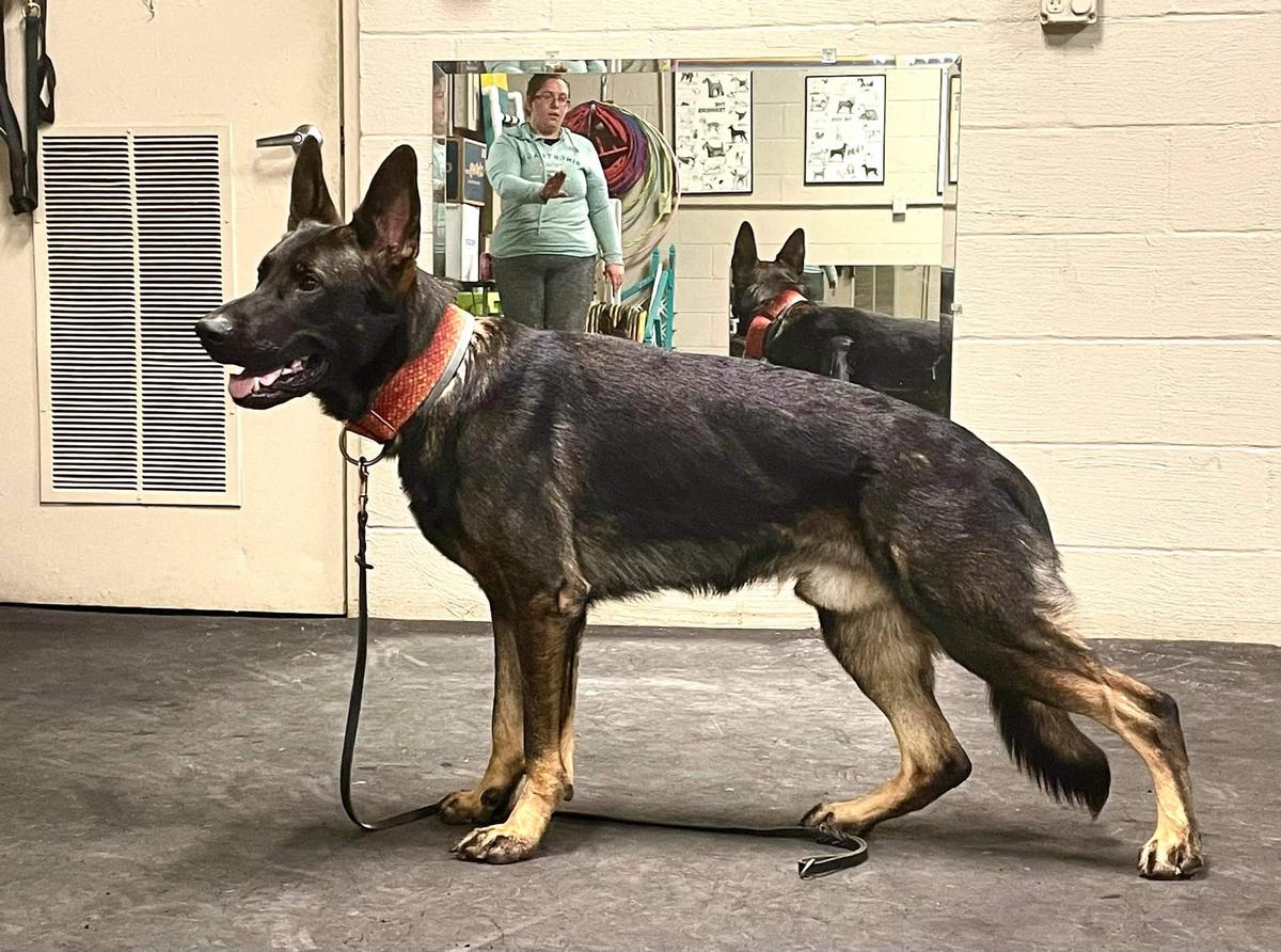 Aerys vom Immergrün | German Shepherd Dog 