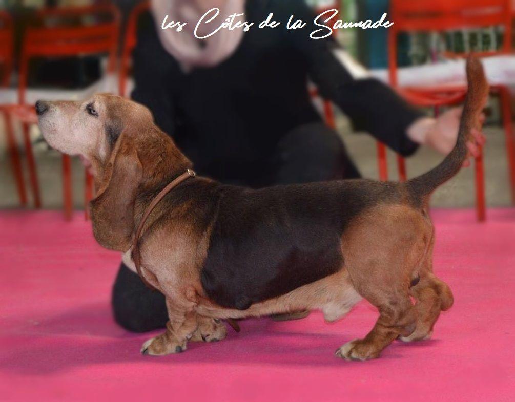 Dagobert du Rallye de L'Allagnon | Basset Hound 