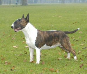 Catharina Van De Burcht Der Komieken | Bull Terrier 